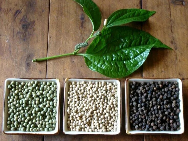 Link of the Month Fruit plants, Exotic fruit, Fruit flowers