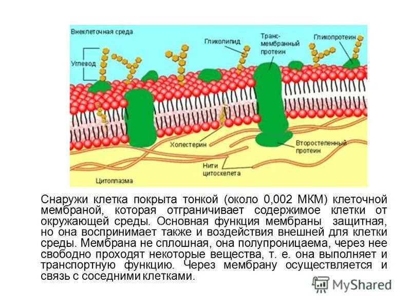 1. Оболочка которая отделяет клетку от внешней среды. Содержимое клетки. Отделяет содержимое клетки от внешней среды. Отграничивает содержимое клетки от внешней среды.