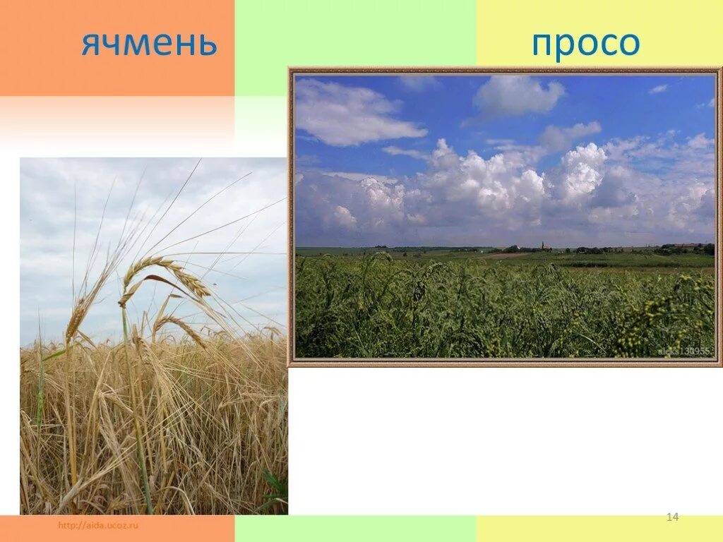 Проект растениеводство 4 класс окружающий мир. Полеводство в нашем крае. растениеводство урок окружающего мира 4 класс. окружающий мир 4 класс тема растениеводство в нашем крае. проект растениеводство в нашем крае 4 класс окружающий мир.