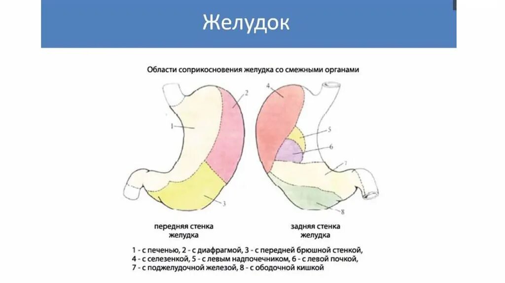 Задняя стенка желудка латынь. Желудок анатомия латынь. Синтропия желудка анатомия. Передняя стенка желудка латынь. Области жкт