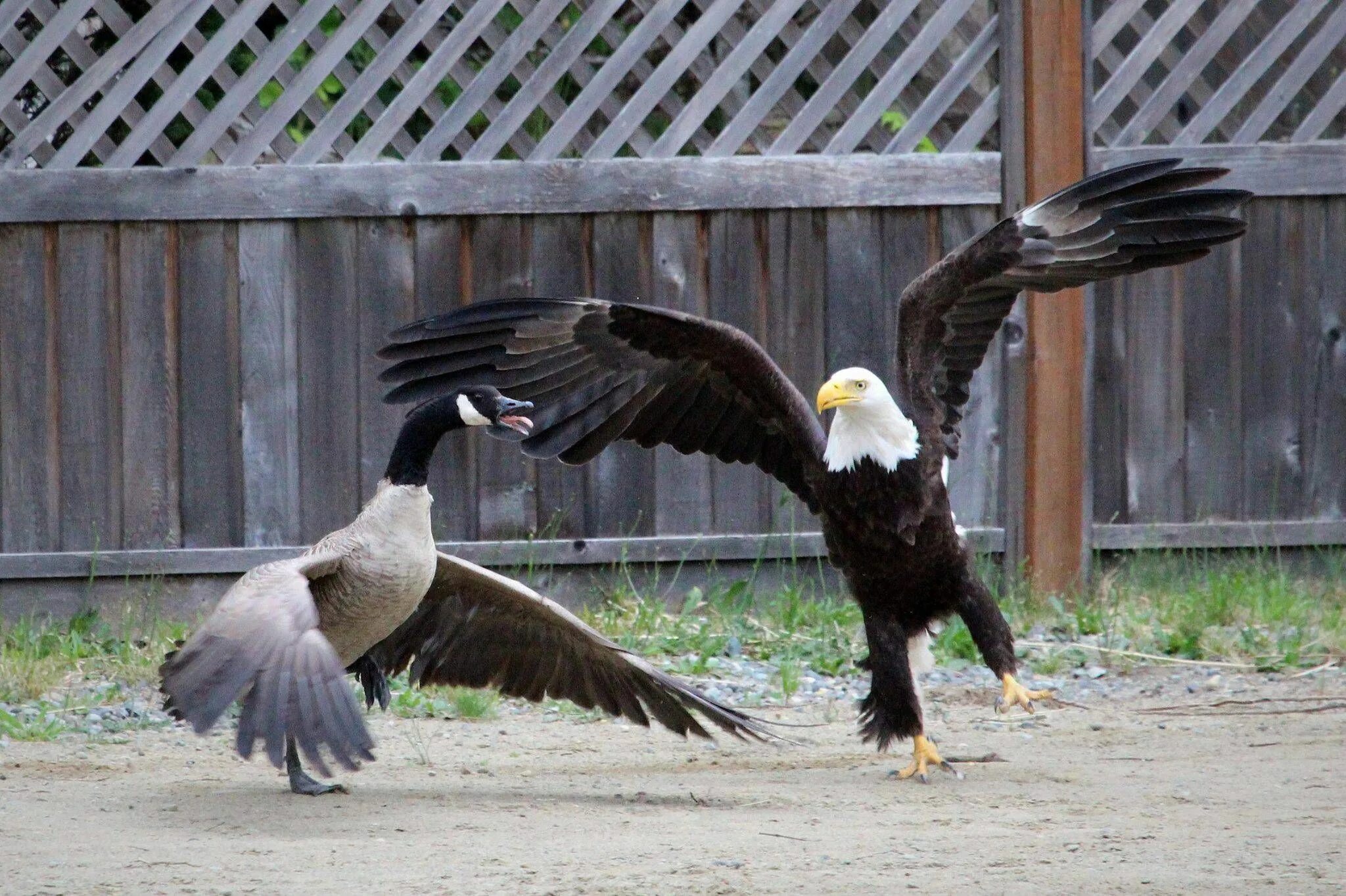 Белоголовый Орлан Канада. Орел и утка. Орлы и утки. Орел против утки. Battle eagle