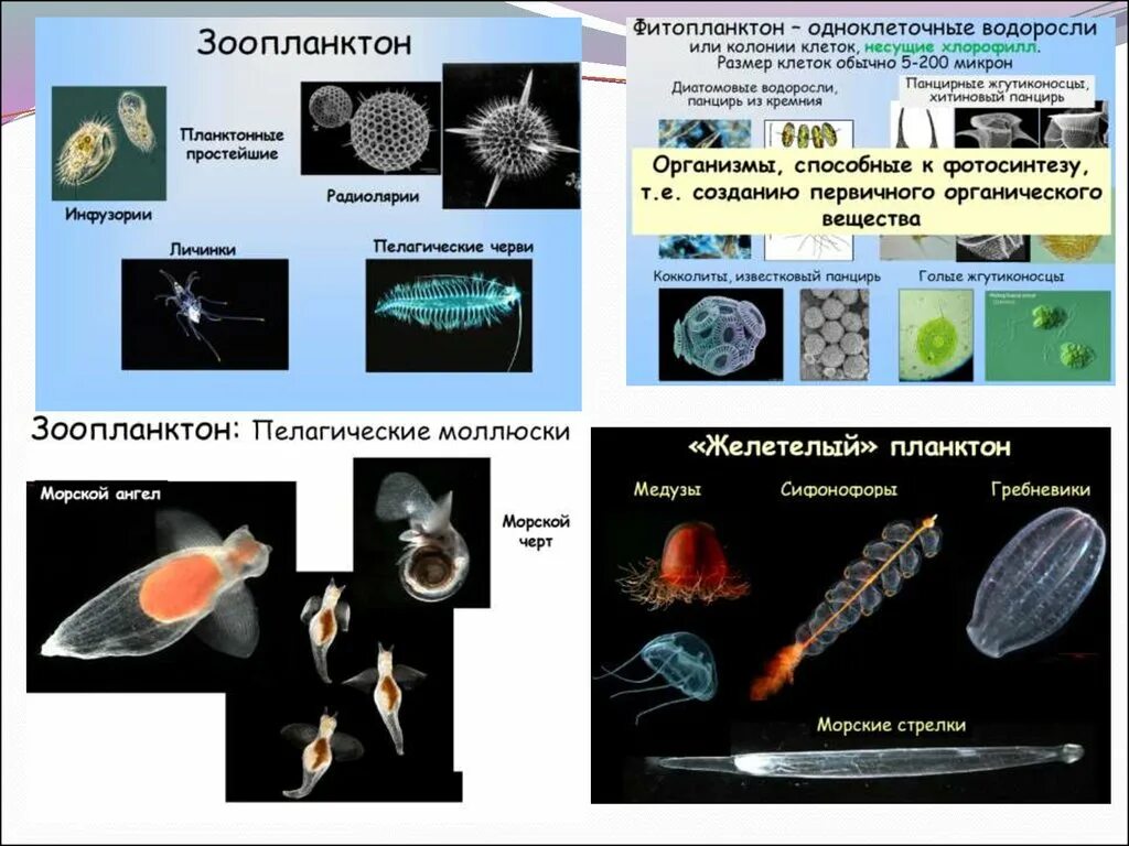 Что ученые называют фитопланктоном дайте определение этому