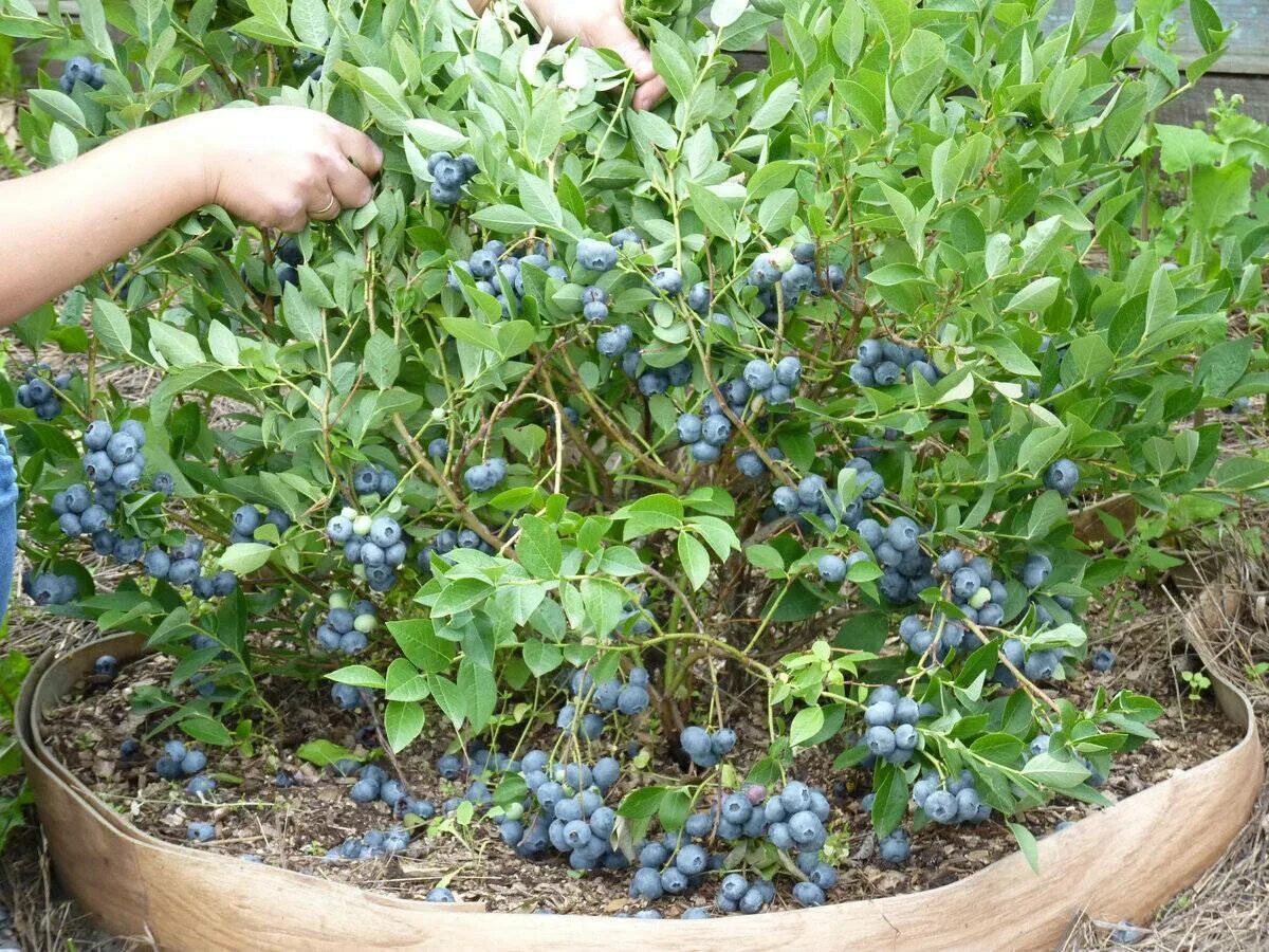 Голубика Элизабет куст. Голубика Элизабет куст целиком. Голубика Блюкроп куст. Голубика высокорослая Торо. Голубика как сажать и ухаживать