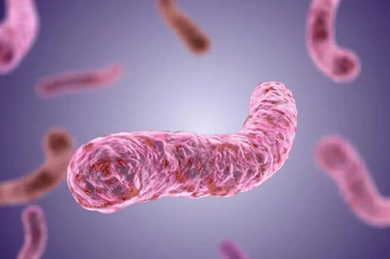 палочки бациллы