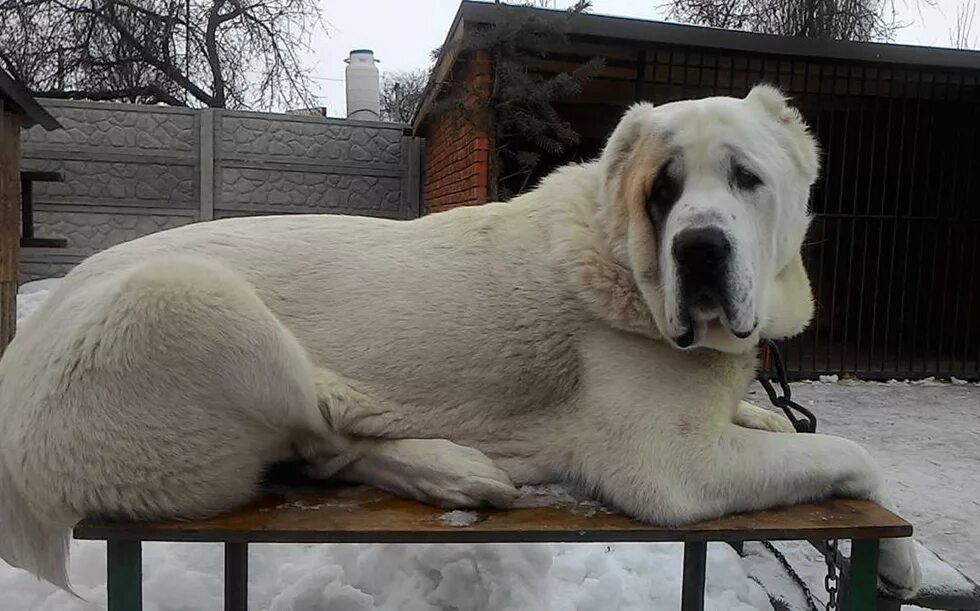 Среднеазиатских овчарок пастушьи. Среднеазиатская овчарка алабай бульдозер. Алабай туркменский волкодав. Алабай рост. Королевский алабай.