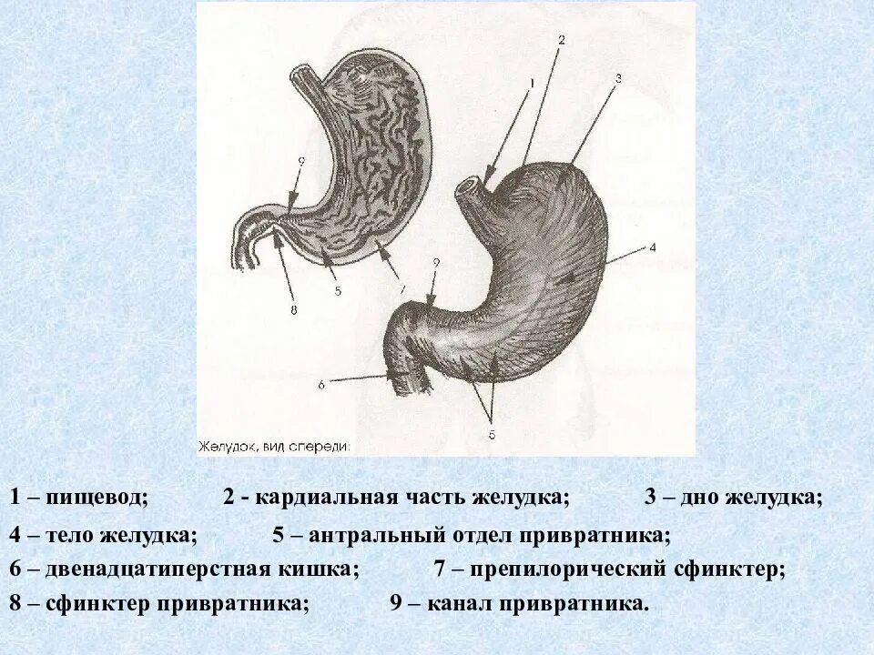 Антральная часть желудка. Кардиальная часть желудка анатомия. Желудок антральный отдел желудка. Анатомия желудка антральный отдел. Препилорический гастрит.