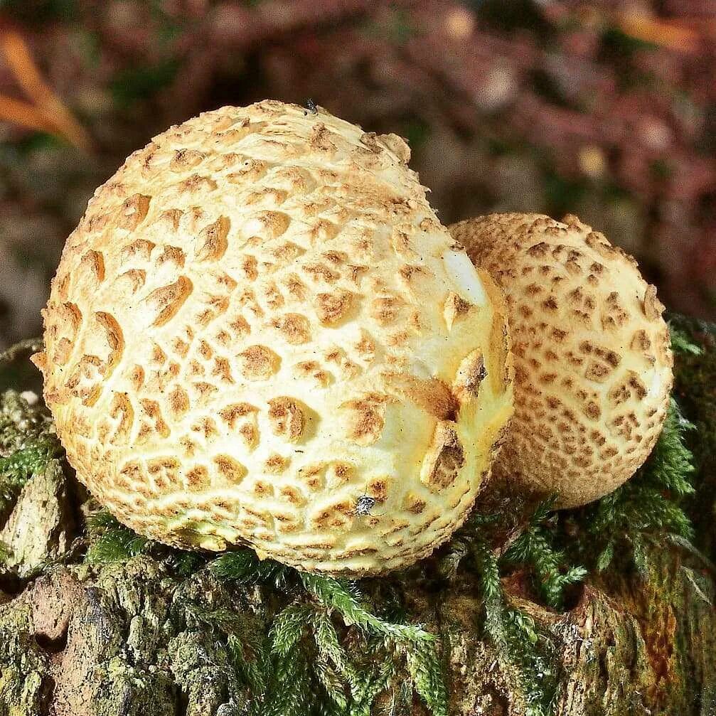 Ложнодождевик пятнистый. Ложно дождевик. Ложнодождевик обыкновенный. Ложно дождевик. Ложно дождевик.