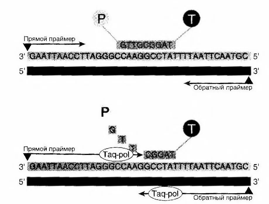 Праймер биология. Прямой и обратный праймер в ПЦР. Прямтй и обратный прайме. Обратный праймер. Обратный праймер ПЦР.