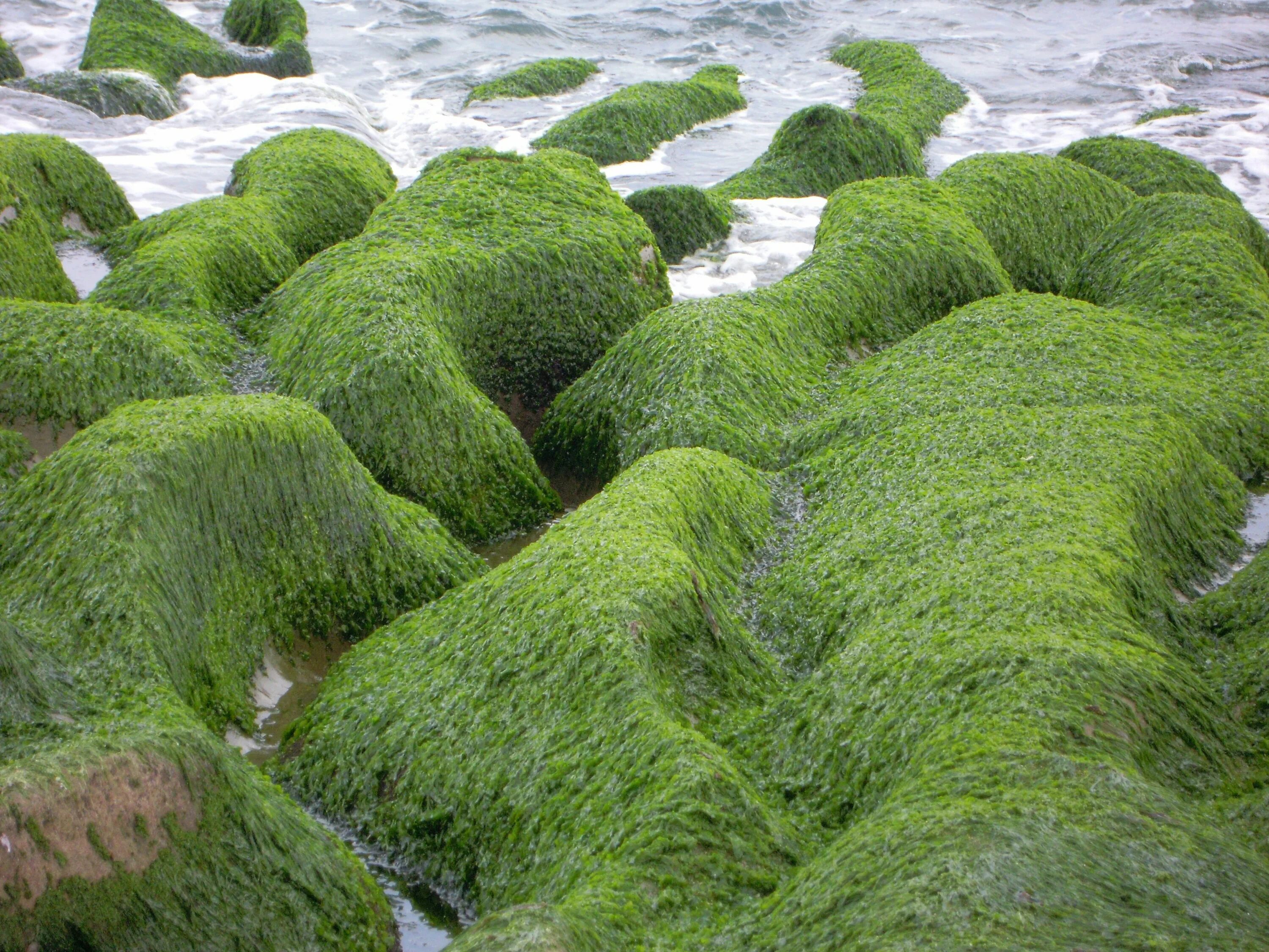 Почвенные водоросли