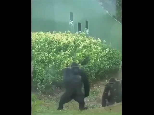 Оп оп живой