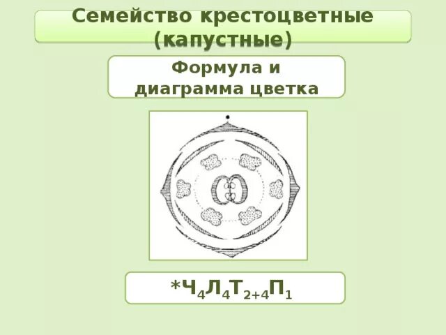 Формулу цветка ч4л4т4 2п1 имеют. Формула цветка семейства крестоцветные. Пастушья сумка диаграмма цветка. Диаграмма цветка крестоцветных. Формула цветка крестоцветных 6.