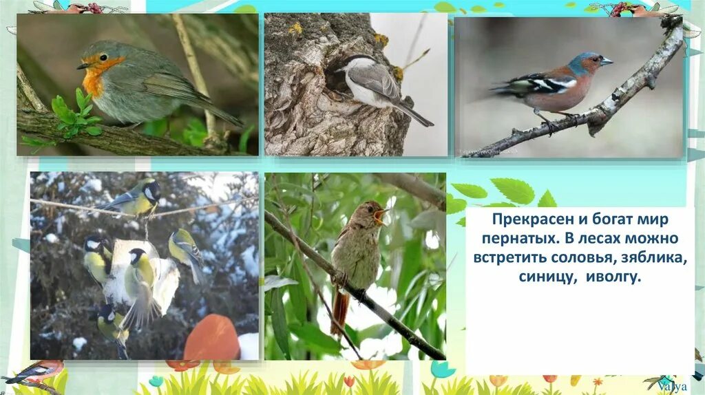 Проект разнообразие природы курской области Проекты