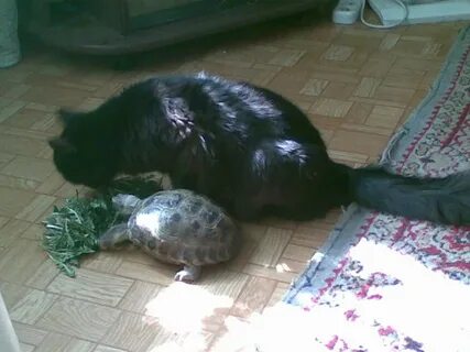 Кот без еды может прожить