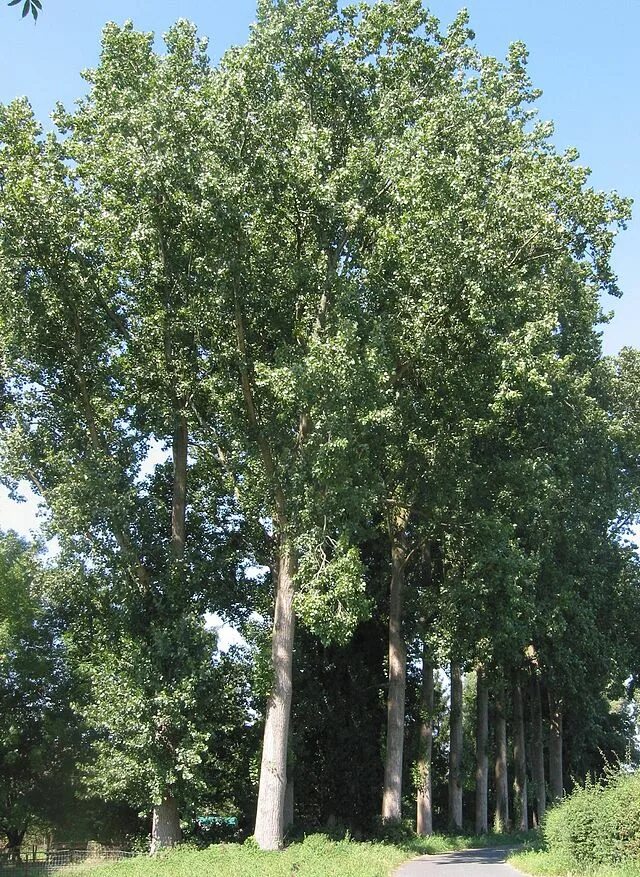 Populus tremula - Image of an specimen - Plantarium
