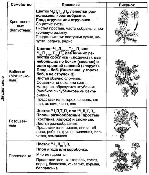 Покрытосеменные представители таблица. Признаки семейств покрытосеменных растений таблица. Семейство покрытосеменных растений таблица 7 класс. Признаки классов и семейств покрытосеменных. Основные признаки семейств цветковых растений таблица.