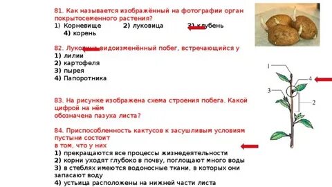Докажите что корневище растений является побегом