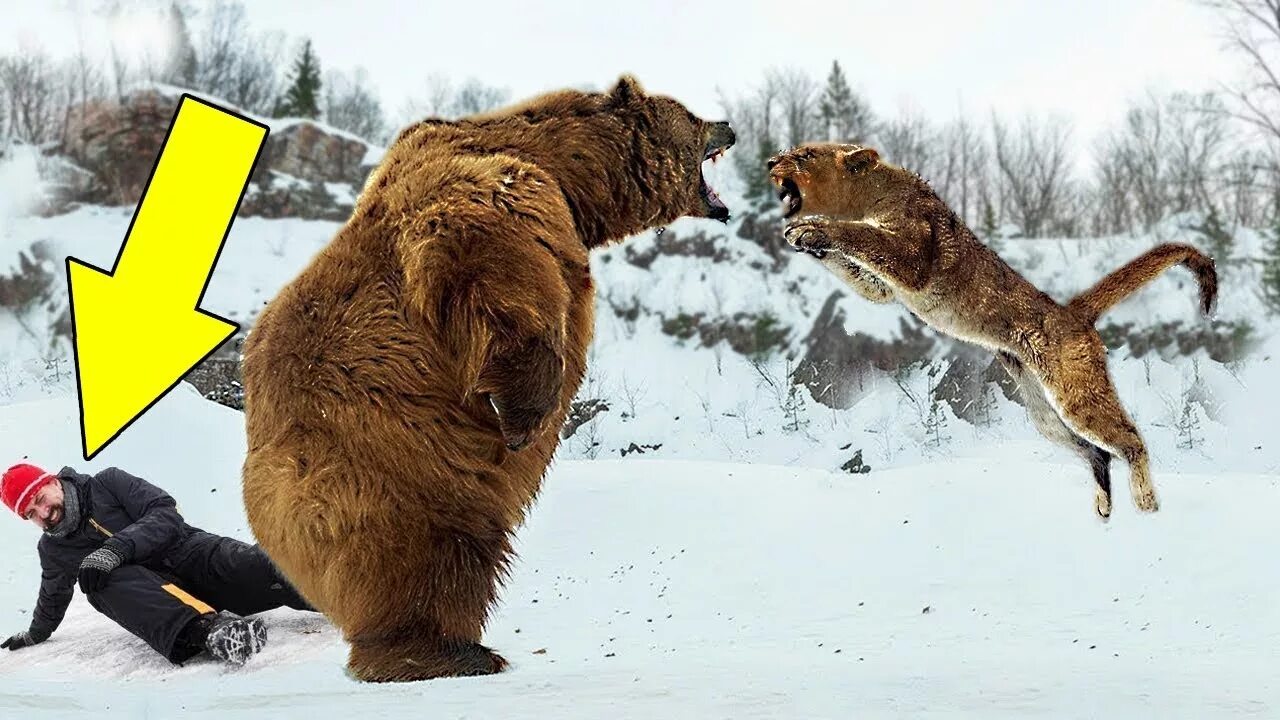 Спасение диких животных. Животные которые спасли людей.