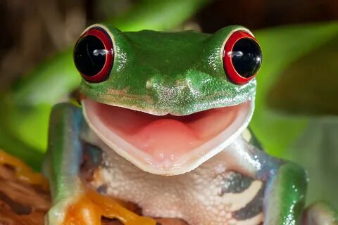 A frog big eyes