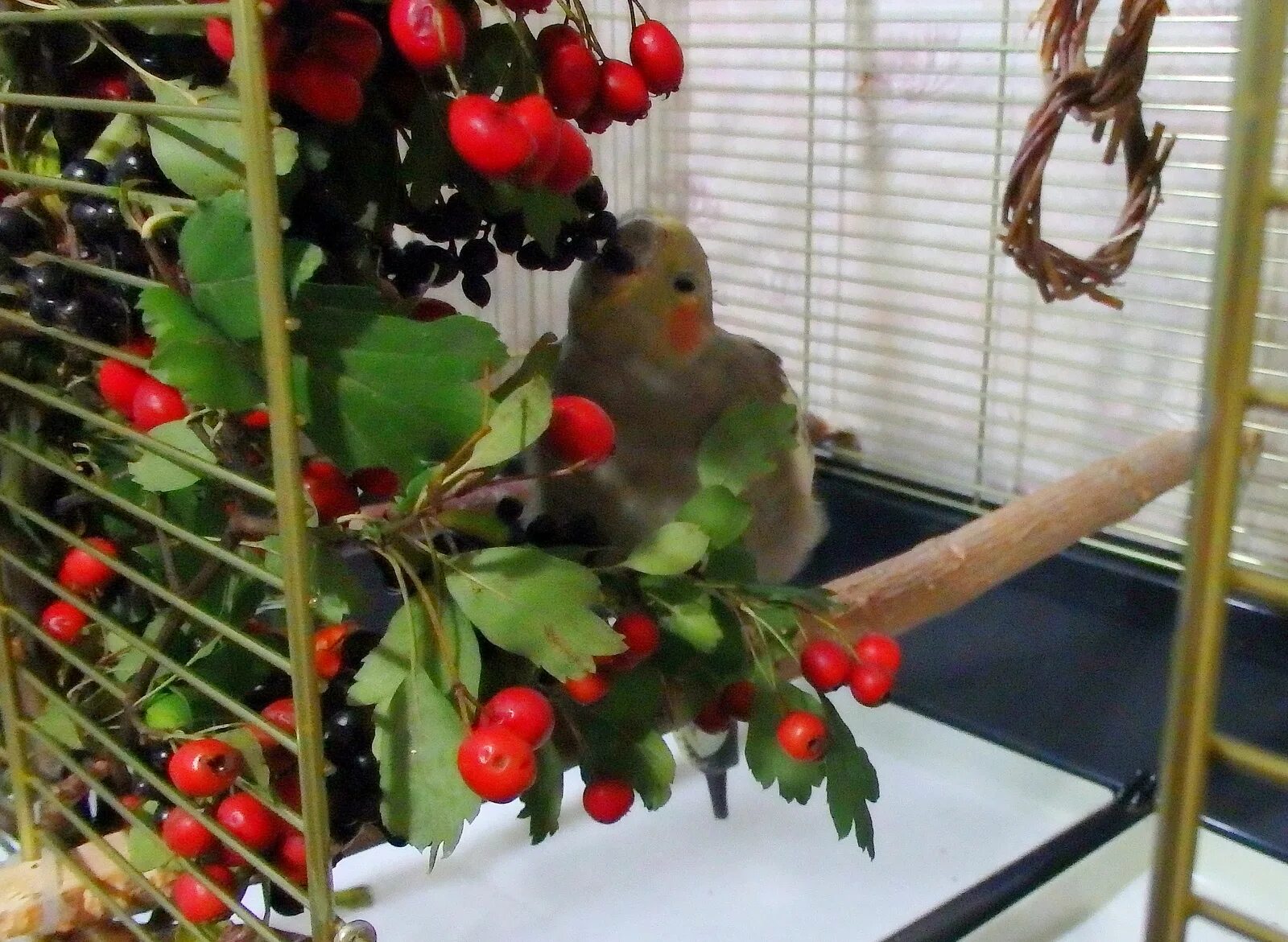 Можно попугаям клубнику. Попугай и ягоды. Попугай с фруктами и ягодами. Ягоды для волнистых попугаев. Малина волнистым попугаям.