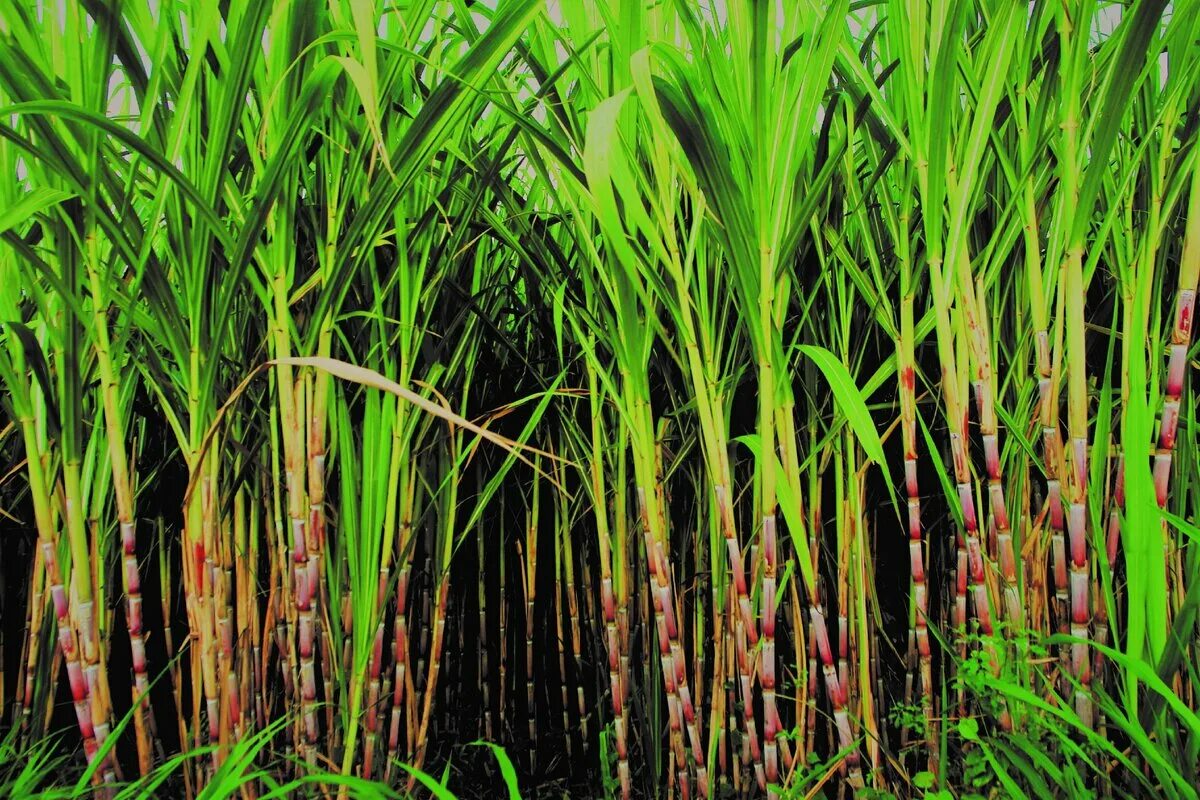 Сахарный тростник в Луизиане. Сахарный тростник в Индии. Бали сахарный тростник. Сахарный тростник в Бразилии. Страны выращивающие сахарный тростник