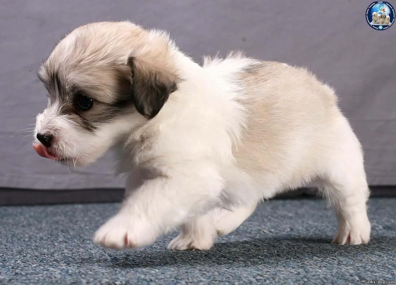 Собака компаньон. Собаки-компаньоны породы для квартиры маленькие. Петит бассет гриффон вандейский. Кавалер кинг чарльз спаниель на руках. Кане корсо смешные.