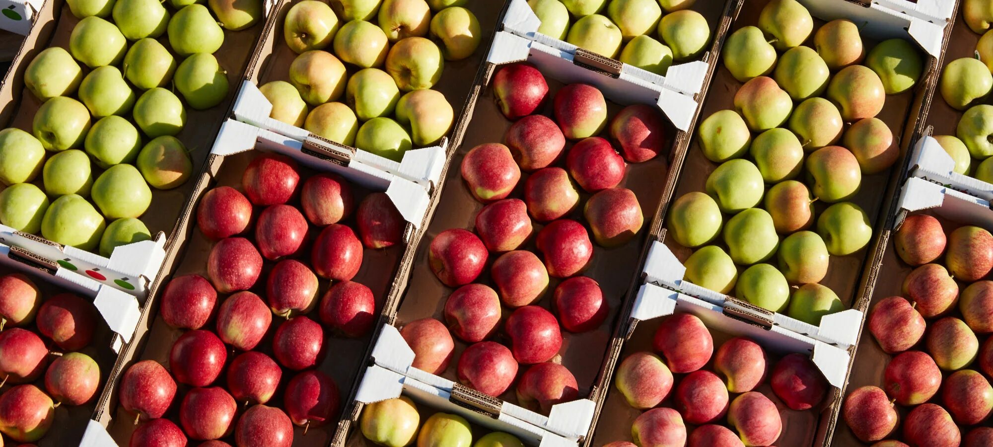 Где можно купить яблоки. Агроном сад Лебедянь. Лебедянские яблоки. Склад яблок. Лебедянь сады яблоки.