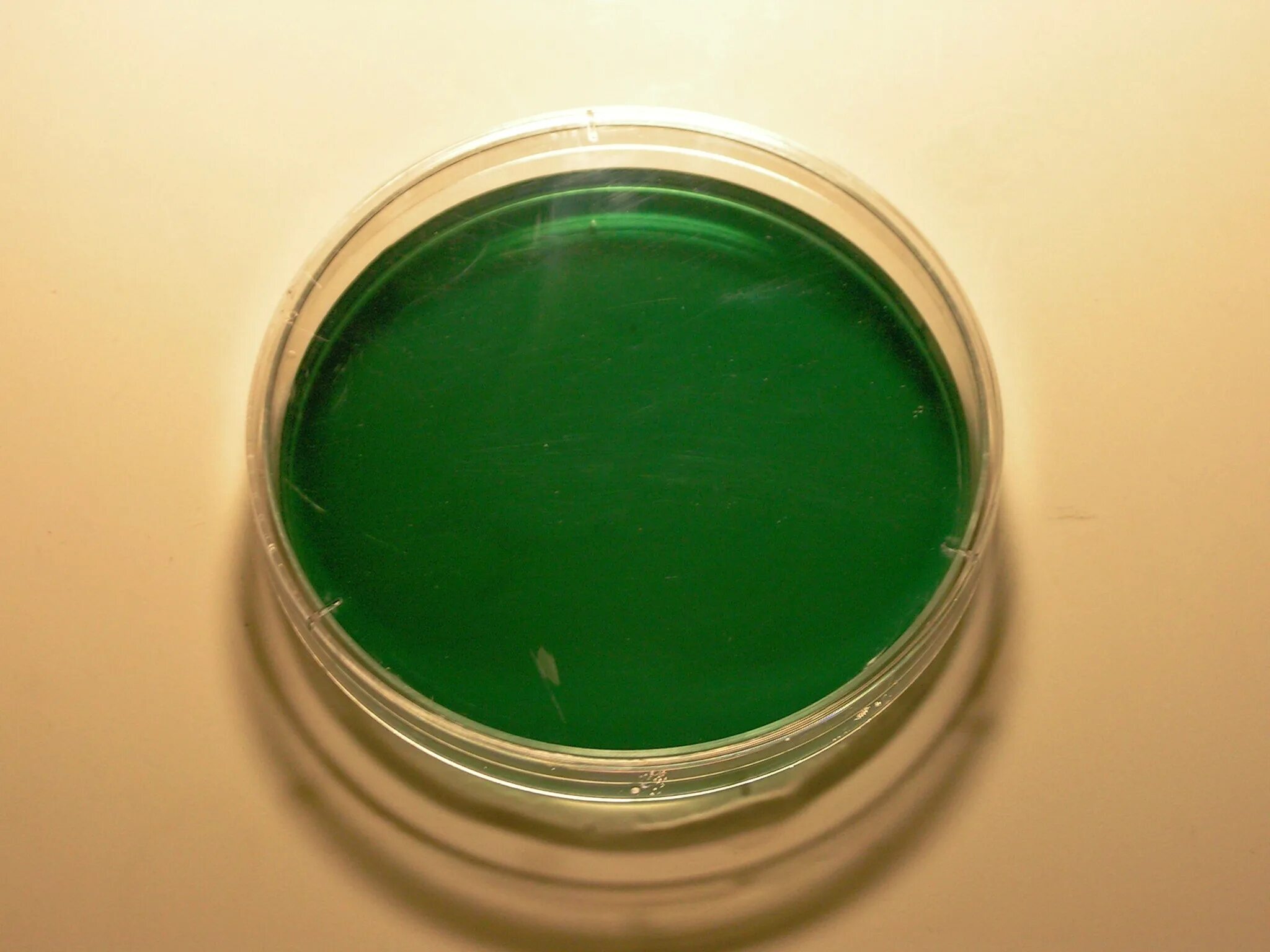Ба агар. Biggy агар. Ярко-зеленый агар. Сальмонелла на питательных средах. Агар зеленого цвета для бактерий.