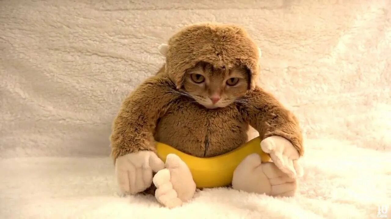 Коте обезьянка. Костюм обезьянки для кошек. Кот в костюме обезьяны. Милота обезьянка. Обезьяна и котенок.
