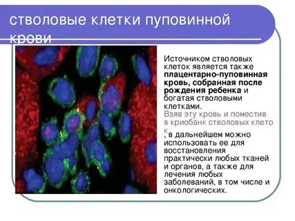 Источники клеток