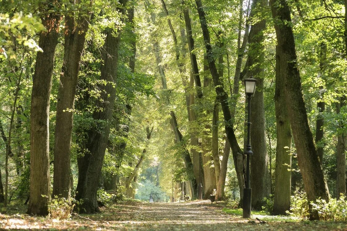 Липовая аллея ропшинский парк. Липовая аллея ропшинский парк. Старинный парк липовая аллея. Старая липовая аллея. Липовая аллея липецк.