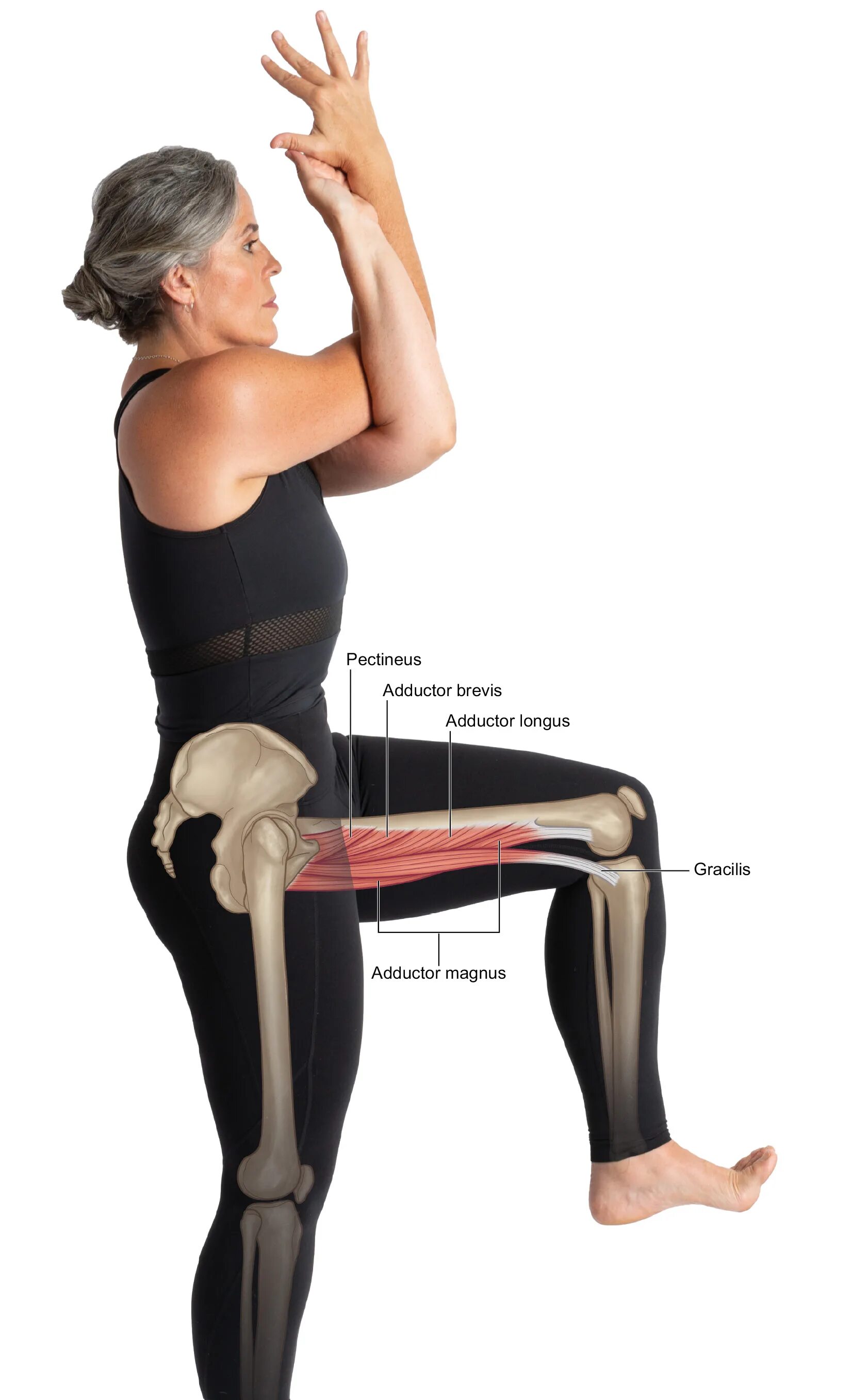 Abductor Adductor. Adductor Longus тренажер. Hip Adductors. Hip Adductors упражнение. Call leg