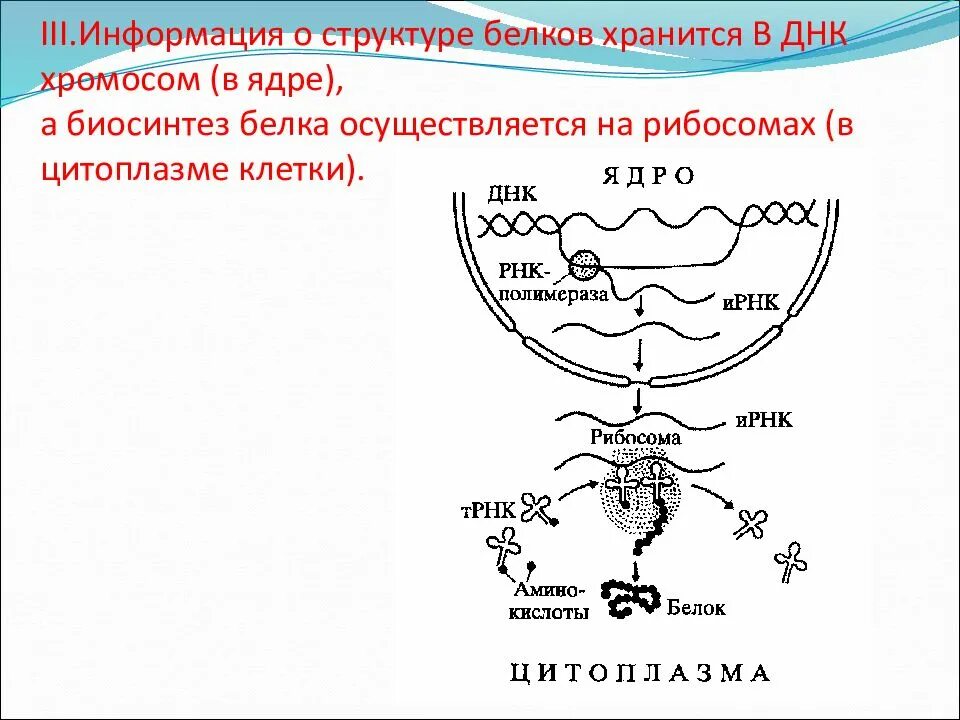 Направление синтеза белка. Этапы синтеза белка схема. Схема биосинтеза белка схема. Этапы биосинтеза белка схема.