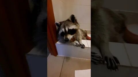 Енот илюша разнес квартиру видео