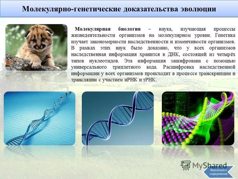 Молекулярно генетическая генетика