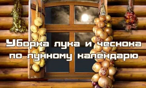Лунный календарь на август 2024г уборка чеснока