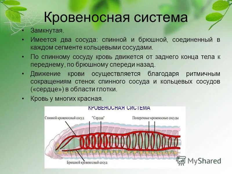кровеносная система плоских червей 7 класс. кровеносная система кольчатых червей 7 класс биология. у плоских червей появляется кровеносная система. кровеносная система кольчатых червей. кольчатые черви замкнутая кровеносная система.