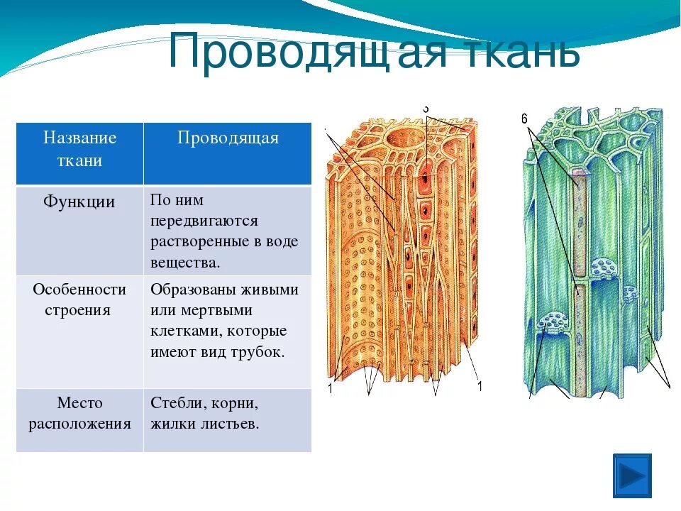 Ткани растений Ксилема флоэма. Проводящая ткань растений Ксилема и флоэма. Ксилема и флоэма у растений. Проводящие ткани растений ситовидные трубки Ксилема. Луб состоит из мертвых клеток