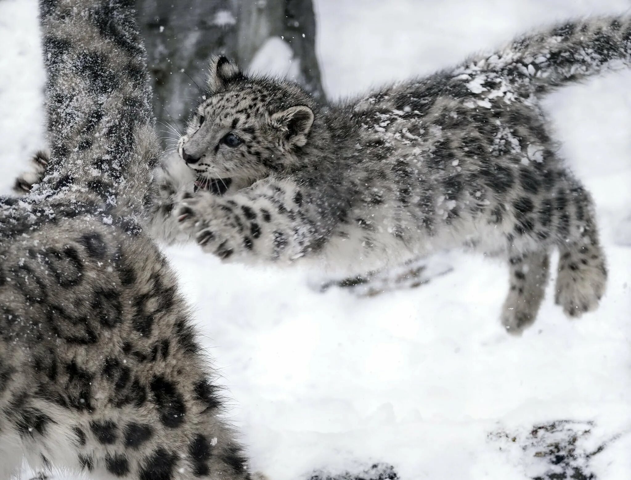 На какую длину способен прыгнуть снежный барс. Ирбис снежный Барс в прыжке. Снежный Барс леопард Snow Leopard Ирбис. Таежный Барс. Кот Сибирский Барс.