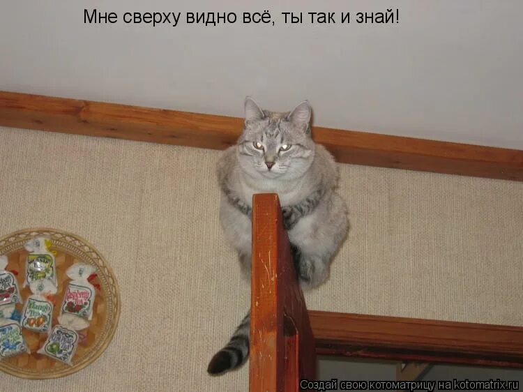 наверху виднее. высоко сижу коты. мне сверху видно все картинки прикольные. следить буду строго. сверху на мне.