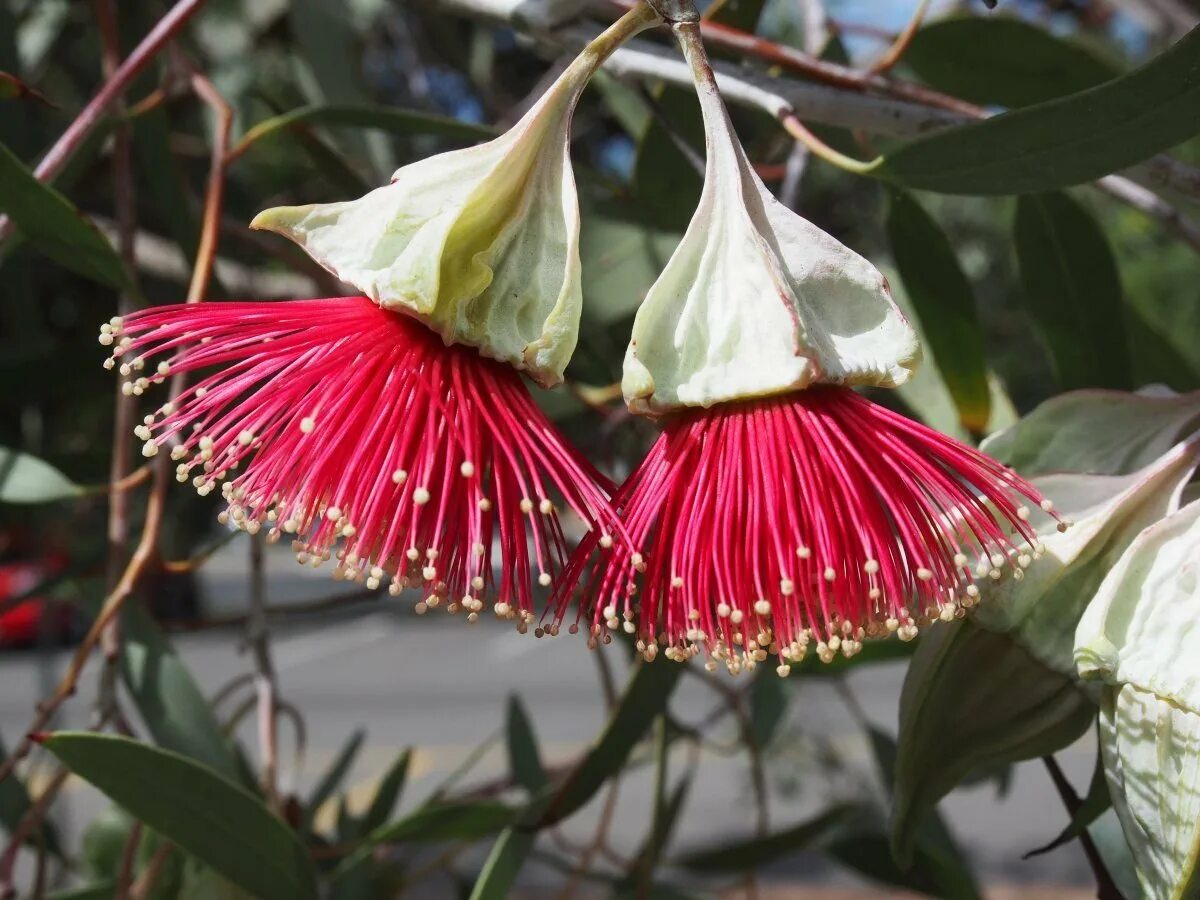 Интересные растения австралии. Бутылочное дерево в австралии. Брахихитон бутылочное дерево. Удивительные растения австралии. Растения австралии.