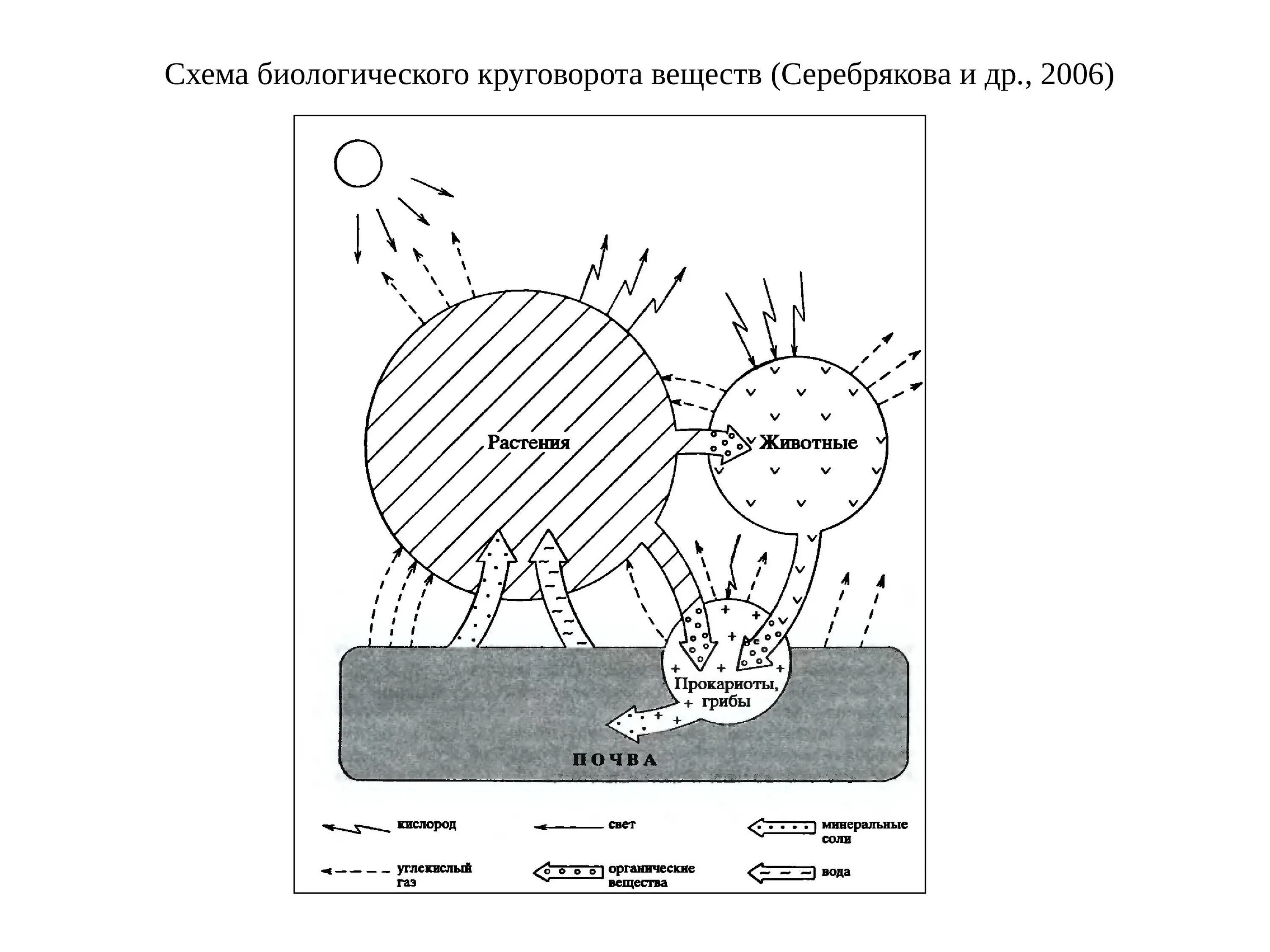 Дополни цепочку биологического круговорота. Схема биологического круговорота веществ. Схема биологического круговорота в природе. Биологический круговорот веществ в природе схема. Схема биологического круговорота в природе география.