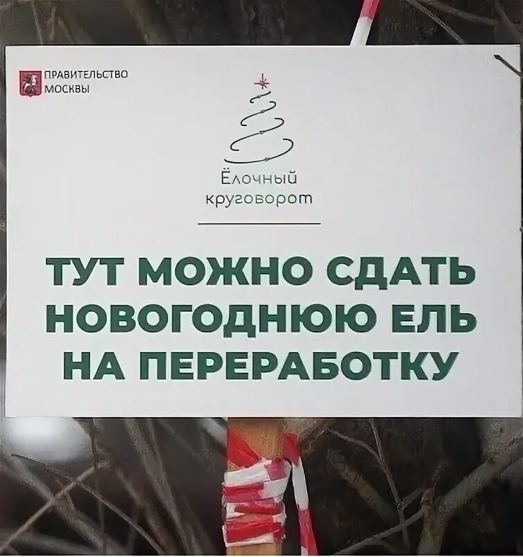 Пункт елочный круговорот. Пункты утилизации елок. Елочный круговорот 2020. Утилизация новогодних елок. Утилизация елок.