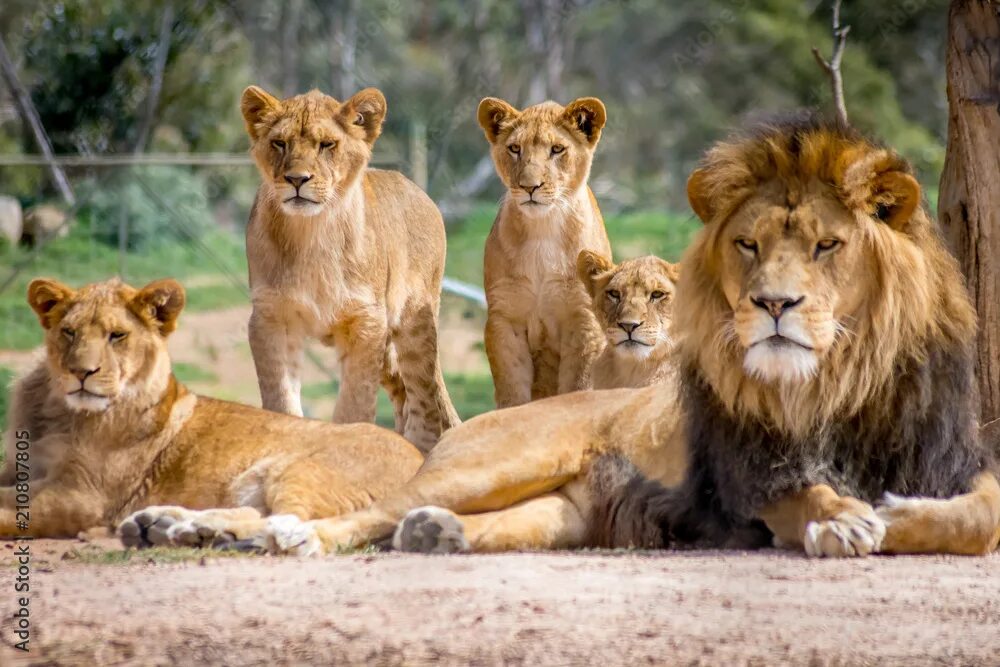 lions - family portrait 3 Lion family, Lion pictures, Lion photography