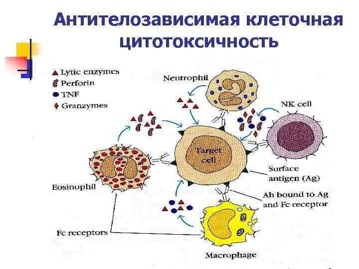 Схема АЗКЦ иммунология. Антител зависимая цитотоксичность. Антитело опосредованная клеточная цитотоксичность. Схема реакции клеточной цитотоксичности. В иммунном ответе участвуют клетки