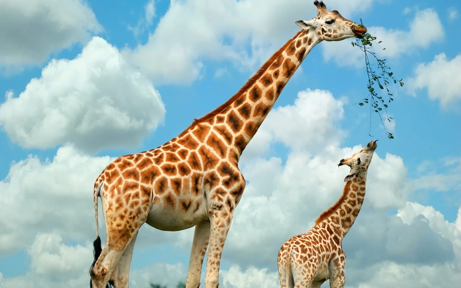 Жираф картинка. Нубийский Жираф. Giraffa Giraffa животные. Красивые Жирафы. Жираф детеныш.