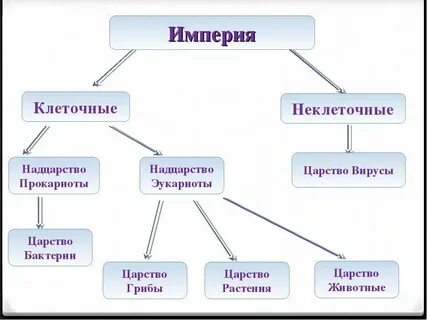 Надцарство крапивы