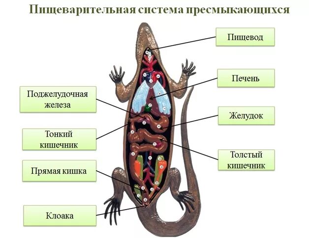 Пищ система ящерицы. Внутреннее строение пресмыкающихся выделительная система. Пищеварительная система система пресмыкающихся. Пищеварительная система рептилий 7 класс биология. Пищеварительная система рептилий схема.