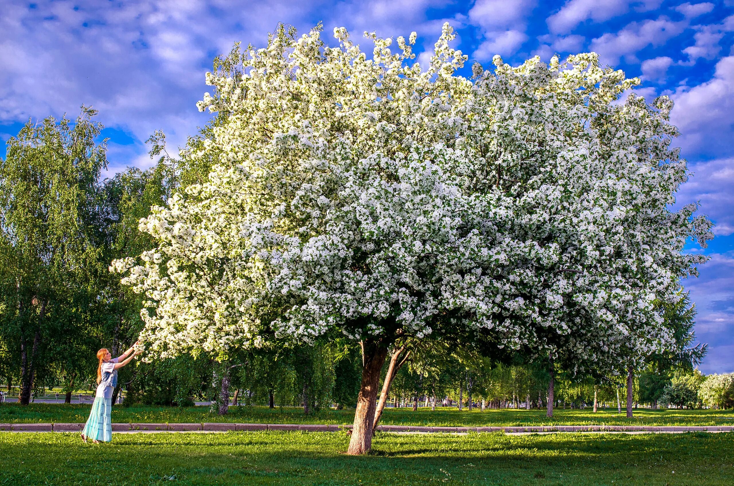 Какие деревья цветут в россии. Яблоня Сибирская Malus baccata. Яблоня Ягодная Malus baccata. Яблоня замечательная Malus spectabilis. Яблоневый цвет (Malus domestica).
