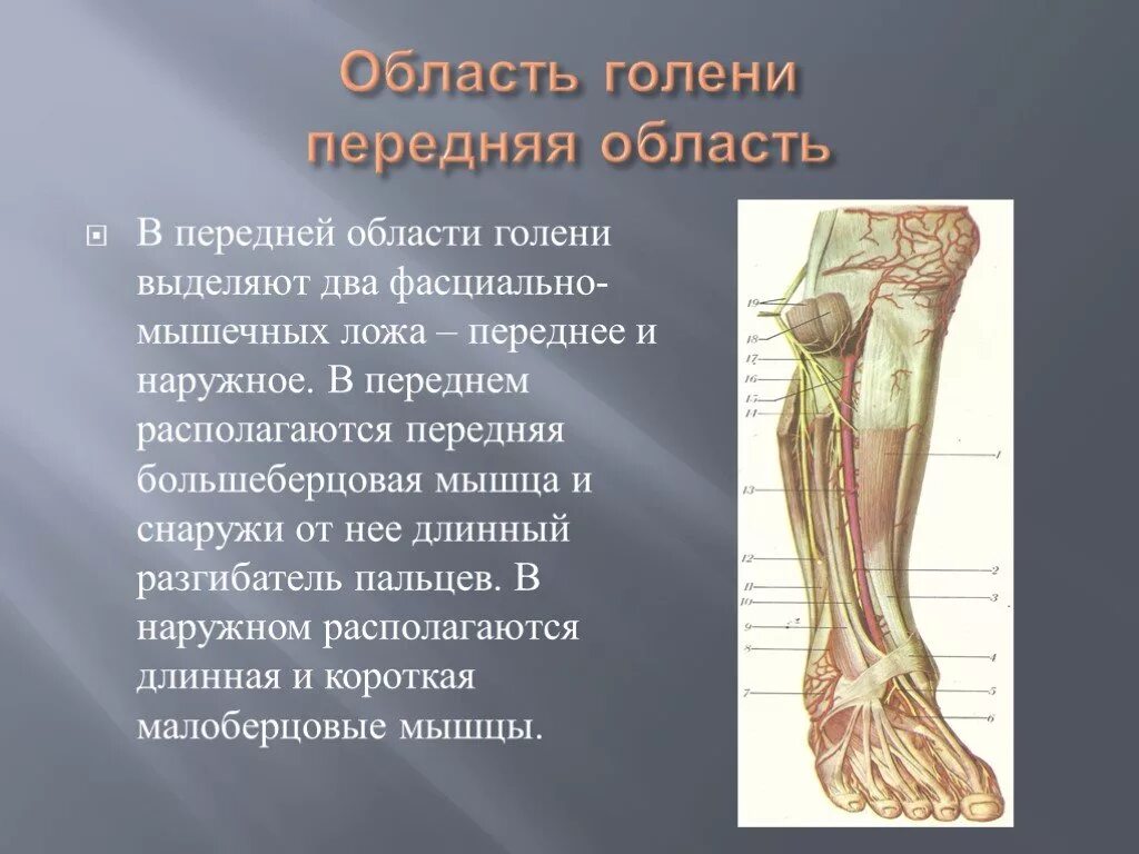 Груберов канал. Большеберцовый нерв анатомия. Ложе голени топографическая анатомия. СНП передней области голени. Сосудистогервный пучок голени.