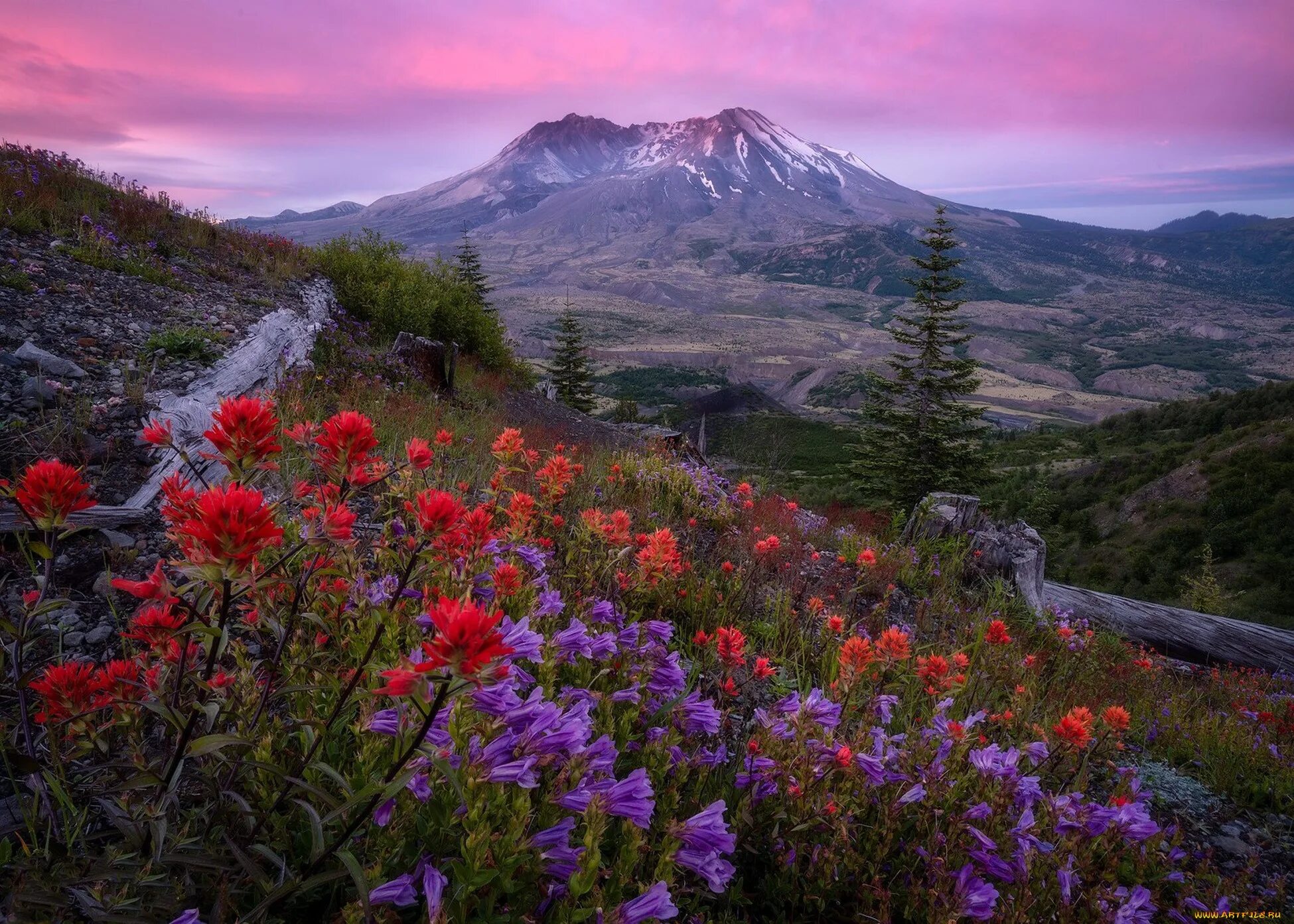 Flowers valley. Тхач рододендроны. Большой Тхач рододендроны. Маунт сент Хеленс рододендрон. Тибет горы цветы Долина озеро.